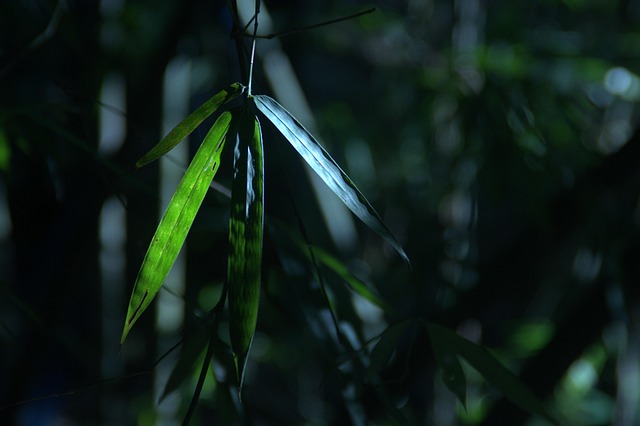 Suoni della Natura